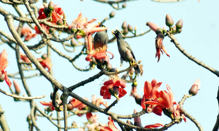 ফুটেছে শিমুল ফুল।আসছে ঋতুরাজ বসন্ত