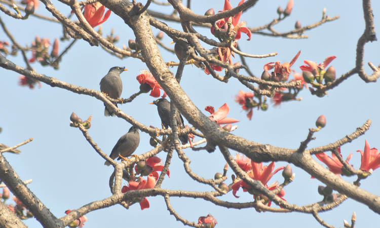 ফুটেছে শিমুল ফুল।আসছে ঋতুরাজ বসন্ত