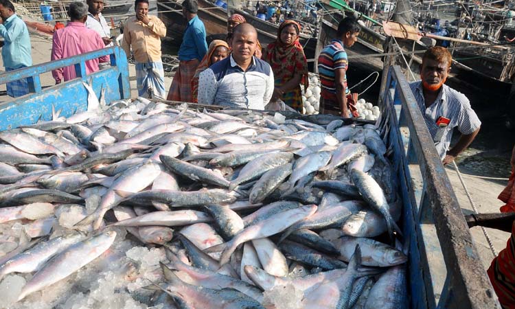 জেলেদের জালে ধরা পড়ছে ঝাঁকে ঝাঁকে রূপালী ইলিশ