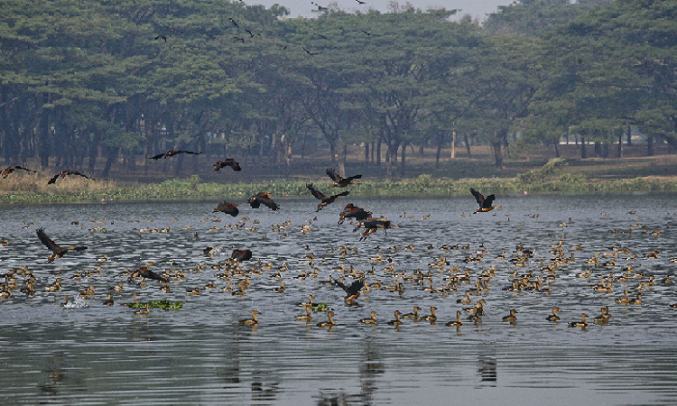 জাহাঙ্গীরনগর বিশ্ববিদ্যালয় এখন মুখরিত হাজারো অতিথি পাখির কলকাকলিতে