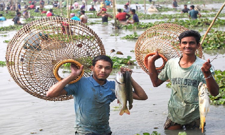 শুকনো মৌসুমে হাওর ও বিলে পলো বাওয়া উৎসব।