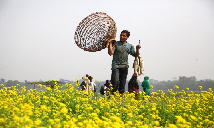 শুকনো মৌসুমে হাওর ও বিলে পলো বাওয়া উৎসব।