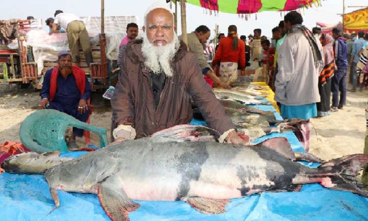 বগুড়ার ধুনটে বকচর মেলায় বিক্রির জন্য বড় বাঘাইর মাছ।