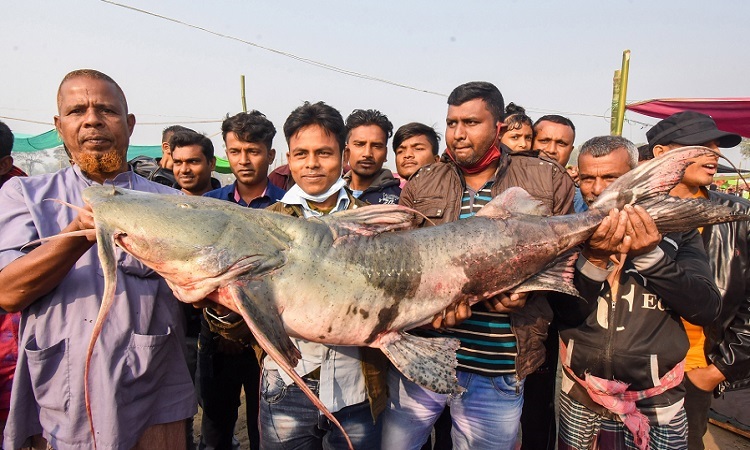 বগুড়ায় পোড়াদহ মাছ মেলায় বিশাল আকৃতির মাছ।