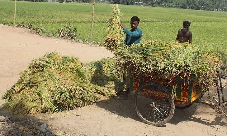 বগুড়ায় আগাম ইরি-বোরো ধান ঘরে তুলতে ব্যস্ত কৃষক।