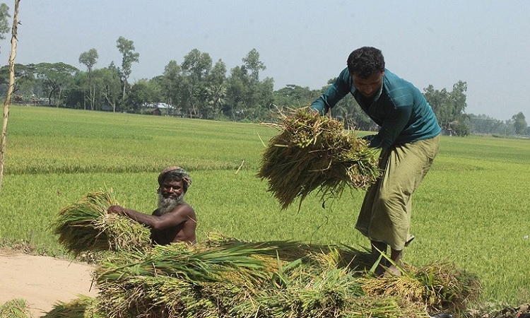 বগুড়ায় আগাম ইরি-বোরো ধান ঘরে তুলতে ব্যস্ত কৃষক।