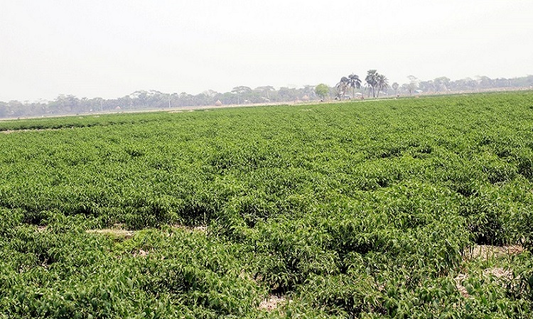 পটুয়াখালীল কলাপাড়ায় কাঁচা মরিচের বাম্পার ফলন।