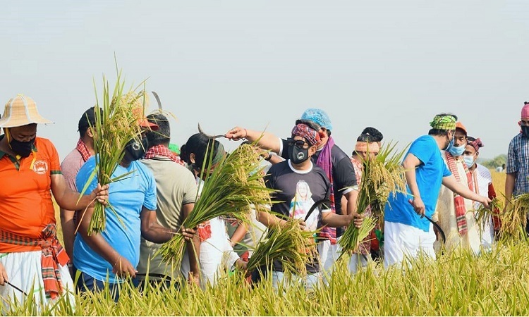 মুন্সীগঞ্জে কৃষকের জমির ধান কেটে দিচ্ছে সেচ্ছাবেকলীগের নেতার্মীরা।