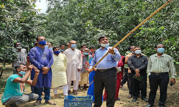 নাটোরে গাছ থেকে নিরাপদ আম সংগ্রহ কার্যক্রম শুরু।