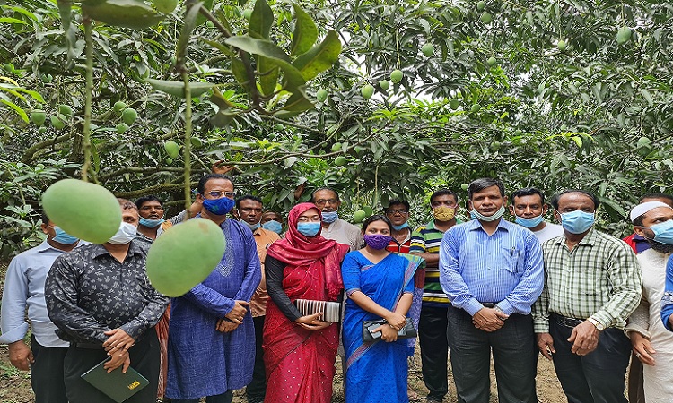 নাটোরে গাছ থেকে নিরাপদ আম সংগ্রহ কার্যক্রম শুরু।