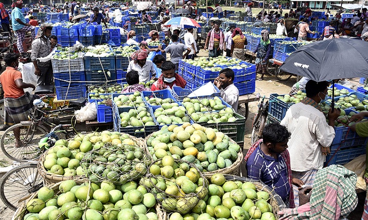 করোনার প্রভাবে রাজশাহীর আম বাজারে ক্রেতার অভাব