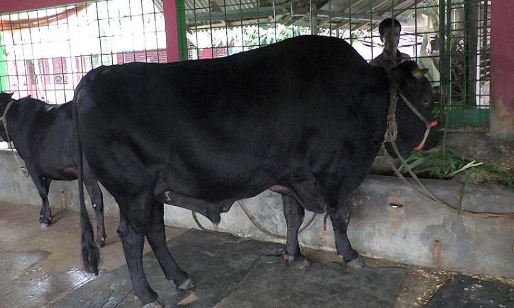 দিনাজপুরে পশুর বাজার মাতাচ্ছে রাজা, বাদশা ও বাহাদুর নামের ৩টি গরু।