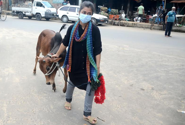 চট্টগ্রামের সাগরিকা পশুর হাট থেকে কোরবানির গরু কিনে বাড়ির পথে কলেজছাত্রী তামান্না