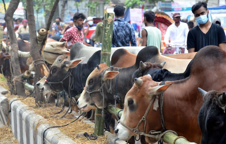 রাজধানীর ধোলাইখাল হাটে জমে উঠেছে পশু বেচাকেনা