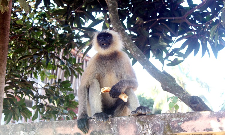 মুখপোড়া হনুমান। লোকালয়ে হঠাৎ এসে ক্যামেরার সামনে পড়ে যায়। দিনাজপুরের ফুলবাড়ী উপজেলা পরিষদ সড়কস্থ বীর মুক্তিযোদ্ধা মোস্তাফিজুর রহমান ইন্সটিটিউটের সামনে থেকে তোলা ছবি।