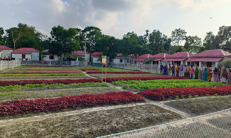 ময়মনসিংহের গফরগাঁও উপজেলার কন্যামন্ডল আশ্রয়ণ প্রকল্পের মাঠের যেদিকে তাকানো যায় শুধু লাল-সবুজের সমারোহ। আশ্রয়ণ প্রকল্পের মাঠের লাল শাকে লাল আর মুলা শাকে সবুজের বাংলাদেশের একটি চিত্র ফুটে উঠেছে। মাঠভর্তি লাল ও মুলা শাকের বাহার দেখলে যে কারও মন দুলে উঠবে।