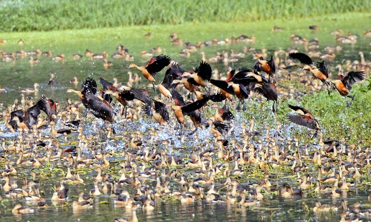 জাহাঙ্গীরনগর বিশ্ববিদ্যালয় ক্যাম্পাস এখন অতিথি পাখির রাজ্য। দিনমান মুখর থাকে পাখির কলকাকলিতে। ক্যাম্পাসঘেরা লেকে ছোট ছোট আসর বসিয়েছে শত শত পাখি। ২ জানুয়ারি, ২০২৩, সোমবার তোলা ছবি।