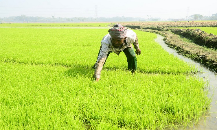 দেশের দক্ষিণ-পশ্চিমাঞ্চলে আমন ধান কাটাই-মাড়াই শেষ হতেই তীব্র শীত আর শৈত্যপ্রবাহকে উপেক্ষা করে বোরো চাষাবাদের প্রস্তুতি নিচ্ছেন কৃষকরা।  বীজতলা তৈরিতে ব্যস্ত সময় পার করছেন এলাকার কৃষকরা। ছবিটি বুধবার যশোর সদর উপজেলার রূপদিয়া গ্রাম থেকে তোলা।