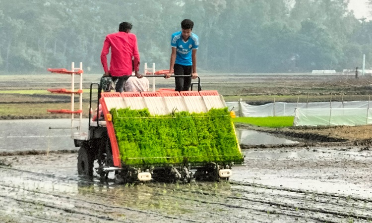 গোপালগঞ্জের টুঙ্গিপাড়ায় যান্ত্রিকীকরণ ও অধুনিক চাষাবাদের মাধ্যমে দেড় শ’ বিঘা জমিতে সমলয়ে বোরো ধানের চাষাবাদ শুরু হয়েছে। এই পদ্ধতির চাষাবাদে বীজতলা থেকে শুরু করে ধান মাড়াই পর্যন্ত যান্ত্রিকীকরণের মাধ্যমে সম্পন্ন করা হবে। এই চাষাবাদে কম খরচে কৃষক অধিক ধান উৎপাদন করতে পারবেন। ধানের অধিক ফলন পেয়ে কৃষক লাভবান হবেন। এই চাষাবাদ ছড়িয়ে দিতে পারলে দেশ খাদ্য উৎপাদনে আরো সমৃদ্ধ হবে বলে কৃষি কর্মকর্তারা জানিয়েছেন। শুক্রবার  টুঙ্গিপাড়া উপজেলার কুশলী ইউনিয়নের রামচন্দ্রপুর গ্রাম থেকে তোলা ছবি।