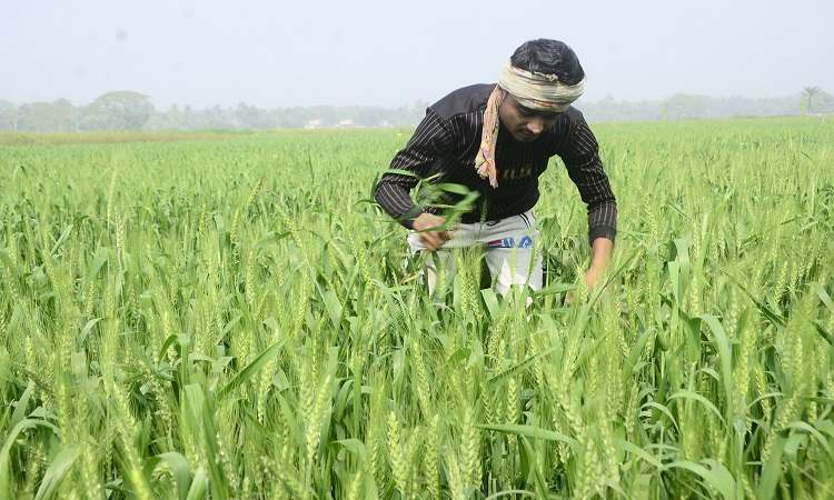 একই জমিতে রবি শস্য গম আর ভুট্টা চাষে ব্যস্ত সময় পার করছেন কৃষকেরা। কৃষি মাঠ গম আর ভুট্টার নতুন শিষে ছেয়ে গেছে। ছবিটি সোমবার যশোর সদর উপজেলার  বাহাদুরপুর গ্রাম থেকে তোলা।