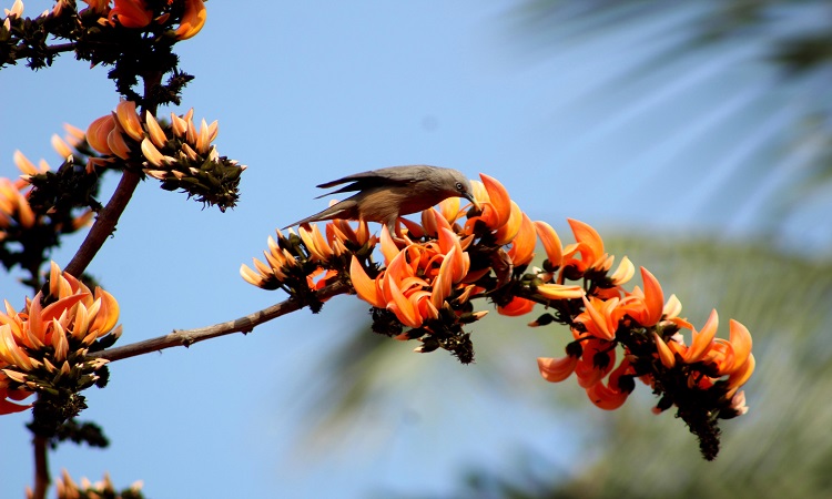 দোরগোড়ায় ফাল্গুন। বসন্তের বার্তা নিয়ে ফুটেছে পলাশ ফুল। ফুলে ফুলে ছেয়ে গেছে পলাশগাছগুলো। রোদের আলোয় উদ্ভাসিত পলাশের আগুনের মতো রং। পলাশ শুধু দেখতেই মিষ্টি নয়, ফুলে মধুও আছে। সে মধু খেতে ভিড় করছে মৌমাছি ও পাখি। সোমবার রাজশাহী কোর্ট এলাকা থেকে ছবিটি তুলেছেন মোখলেসুর রহমান মুকুল।