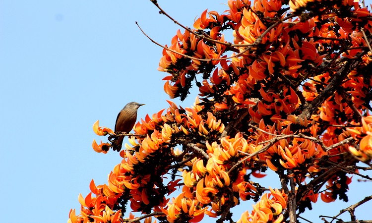 দোরগোড়ায় ফাল্গুন। বসন্তের বার্তা নিয়ে ফুটেছে পলাশ ফুল। ফুলে ফুলে ছেয়ে গেছে পলাশগাছগুলো। রোদের আলোয় উদ্ভাসিত পলাশের আগুনের মতো রং। পলাশ শুধু দেখতেই মিষ্টি নয়, ফুলে মধুও আছে। সে মধু খেতে ভিড় করছে মৌমাছি ও পাখি। সোমবার রাজশাহী কোর্ট এলাকা থেকে ছবিটি তুলেছেন মোখলেসুর রহমান মুকুল।