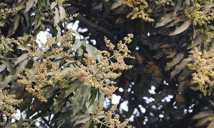 প্রকৃতিতে এখনো ফাল্গুন আসেনি। কিন্তু এরই মধ্যে গাছে গাছে ফুটেছে আমের মুকুল। চারদিকে ছড়িয়ে পড়েছে এই মুকুলের ঘ্রাণ। বাতাসে মিশে সৃষ্টি করছে মৌ মৌ গন্ধ। আর এই মিষ্টি গন্ধ মানুষের মনকে বিমোহিত করে শোনাচ্ছে মধুমাসের আগমনী বার্তা। ছবিটি সোমবার রাজধানীর মিন্টু রোড থেকে তোলা।