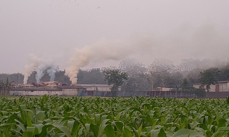 ঝিনাইদহ সদর উপজেলার পদ্মাকর ইউনিয়নের অচিন্তনগর গ্রামে জনবসতি এলাকায় তাজী অ্যাগ্রো ইন্ডাস্ট্রিজ লিমিটেড নামে পাটখড়ির ছাই থেকে কার্বন তৈরির কারখানার ছাই ও কালো ধোঁয়ায় মারাত্মকভাবে পরিবেশ দূষিত হচ্ছে। পরিবেশ অধিদপ্তরের ছাড়পত্র না নিয়ে গড়ে তোলা কারখানায় বিকাল থেকে ভোররাত পর্যন্ত আটটি চুল্লিতে পাঠখড়ি পােড়ানোয় নির্গত হয় ছাই ও কালো ধোঁয়া। দূষণের ক্ষতিকর প্রভাব পড়ছে পাশের সমসপুর, লৌহজঙ্গা, লক্ষ্মীপুর, বাজিতপুর, হুদা গোপালপুর ও কালা গ্রামের বাসিন্দাদের ওপর। শ্বাসকষ্ট, অ্যাজমা ও হাঁপানিসহ নানা রোগে আক্রান্ত হচ্ছে শিশু ও বয়োবৃদ্ধসহ বিভিন্ন বয়সি মানুষ। একই কারণে কমছে ফসলি জমির উৎপাদনও।