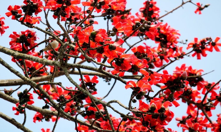 শিমুল ফুলে এখন বসন্তের হাসি।ঋতুরাজ বসন্তের আগমনে আবহমান গ্রামবাংলার প্রকৃতি রাঙিয়ে উঠে নয়নাভিরাম শিমুল ফুল।দূর থেকে হঠাৎ দেখলে ঠিক মনে হবে কেউ লাল গালিচা বিছিয়ে রেখেছেন। নীলফামারী জলঢাকা থেকে তোলা ছবি।