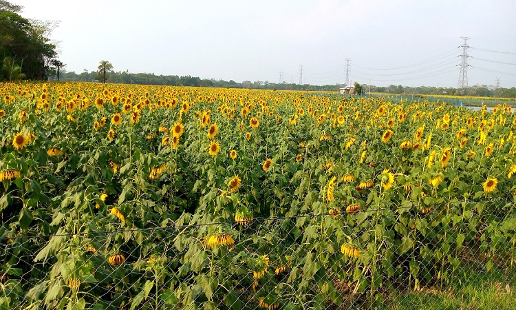 পটুয়াখালীর কলাপাড়ায় বিস্তৃত মাঠ জুড়ে পরিপক্ক সূর্যমুখী ফুলের সমারোহ। উপজেলার প্রতিটি ইউনিয়নে কম বেশী চাষ হয়েছে সূর্যমুখীর। মাঠের পর মাঠ ছেয়ে আছে হলুদের আভায়। যে দিকে চোখ যায় সেদিকেই হলুদের ছড়াছড়ি। চোখ জুড়ানো মনোমুগ্ধকর এক অপরূপ সৌন্দর্য।