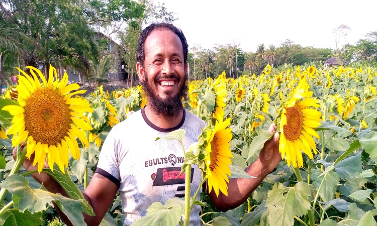 পটুয়াখালীর কলাপাড়ায় বিস্তৃত মাঠ জুড়ে পরিপক্ক সূর্যমুখী ফুলের সমারোহ। উপজেলার প্রতিটি ইউনিয়নে কম বেশী চাষ হয়েছে সূর্যমুখীর। মাঠের পর মাঠ ছেয়ে আছে হলুদের আভায়। যে দিকে চোখ যায় সেদিকেই হলুদের ছড়াছড়ি। চোখ জুড়ানো মনোমুগ্ধকর এক অপরূপ সৌন্দর্য।