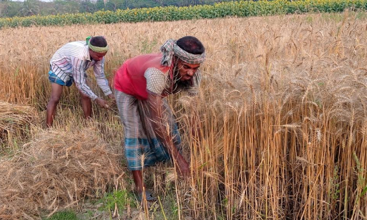 গমের ফলন ও দাম ভালো পাওয়ায় উপকূলীয় অঞ্চলের কৃষকরা দিন দিন গম চাষের দিকে ঝুঁকছেন। উপকূলীয় জেলা পিরোজপুরের মাটি, আবহাওয়া ও জলবায়ু ধানী ফসলের চেয়ে স্থানীয় বিভিন্ন জাতের ফসল চাষাবাদের জন্য বেশ উপযোগী হওয়ায় প্রতিবছর বাড়ছে এর আবাদ। চলতি বোরো মৌসুমের মাঠে বোরোর পাশাপশি চাষীরা একই মাঠে বেশ স্বচ্ছন্দের হাসি হেসে আবাদ করছে গম, সূর্যমুখী, পেয়াঁজ, রসুন, বাঙ্গি, তরমুজসহ বিভিন্ন তৈল জাতীয় ফসলের। পিরোজপুরের নাজিরপুর থেকে তোলা ছবি।