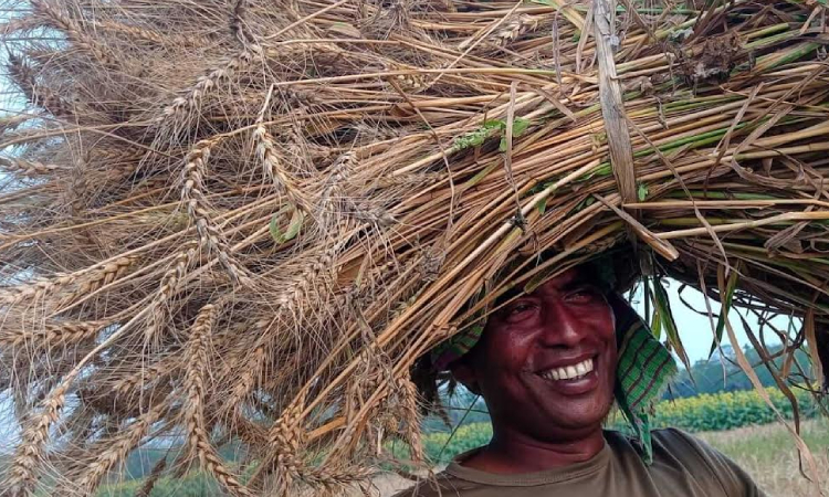 গমের ফলন ও দাম ভালো পাওয়ায় উপকূলীয় অঞ্চলের কৃষকরা দিন দিন গম চাষের দিকে ঝুঁকছেন। উপকূলীয় জেলা পিরোজপুরের মাটি, আবহাওয়া ও জলবায়ু ধানী ফসলের চেয়ে স্থানীয় বিভিন্ন জাতের ফসল চাষাবাদের জন্য বেশ উপযোগী হওয়ায় প্রতিবছর বাড়ছে এর আবাদ। চলতি বোরো মৌসুমের মাঠে বোরোর পাশাপশি চাষীরা একই মাঠে বেশ স্বচ্ছন্দের হাসি হেসে আবাদ করছে গম, সূর্যমুখী, পেয়াঁজ, রসুন, বাঙ্গি, তরমুজসহ বিভিন্ন তৈল জাতীয় ফসলের। পিরোজপুরের নাজিরপুর থেকে তোলা ছবি।