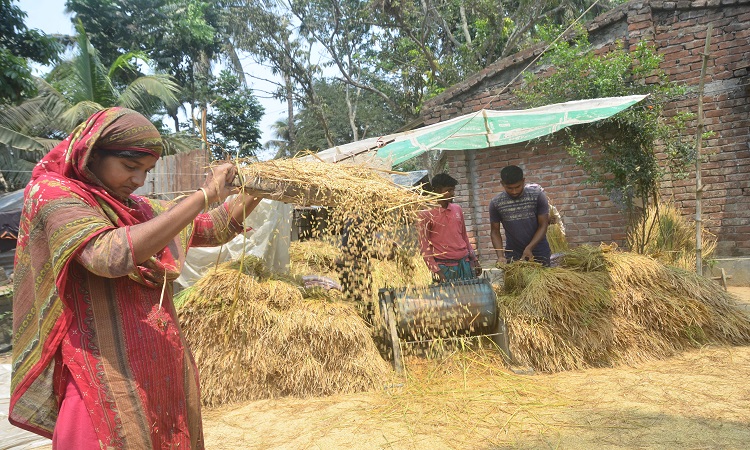 পুরোদমে চলছে ইরি-বোরো ধান কাটা ও মাড়াই। ব্যস্ত সময় পার করছে কৃষকরা। ছবিটি বৃস্পতিবার দুপুরে যশোর সদর উপজেলার হামিদপুর চানপাড়া গ্রাম থেকে তোলা।