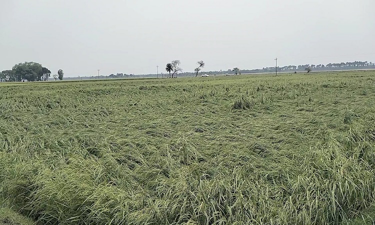 ঝড় ও শিলাবৃষ্টিতে ফসলের ব্যাপক ক্ষতি হয়েছে। পাকা ধানে শিলা পড়ে গাছ দাঁড়িয়ে থাকলেও ধান ঝরে মাটি পড়ে গেছে। ধান কাটার শেষ সময়ে এমন ক্ষতি পুষিয়ে নেওয়া সম্ভব না বলে জানিয়েছেন কৃষকরা। চুয়াডাঙ্গার জীবননগর থেকে তোলা ছবি।