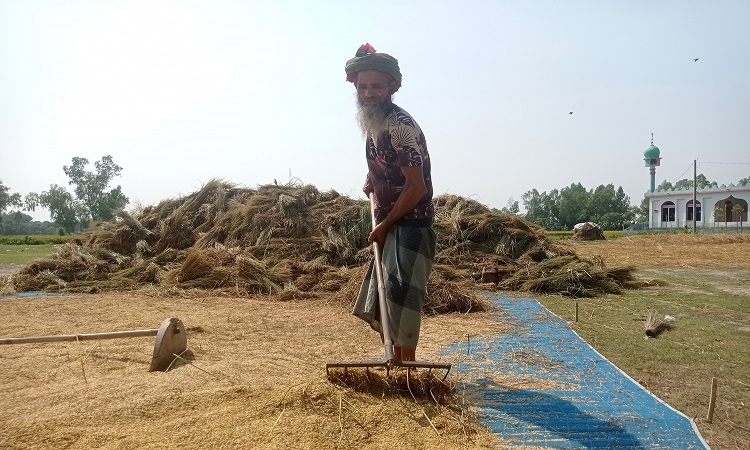 প্রখর রোদে পুড়ে গ্রামীণ জনপদে ধান মাড়াইয়ে ব্যস্ত সময় পার করছেন কৃষক। ছবিটি বগুড়ার ধুনট উপজেলার পাঁচথুপী গ্রাম থেকে তোলা।