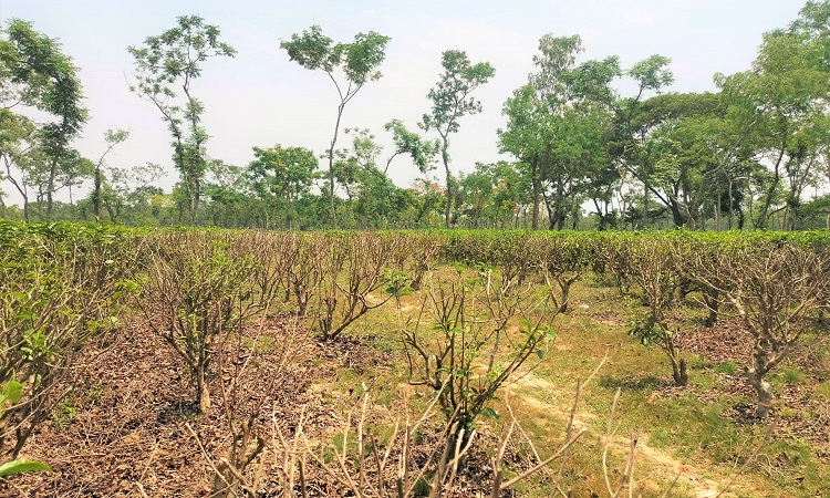 মৌলভীবাজারের শ্রীমঙ্গলে গত কয়েকদিন ধরে টানা তাপদাহে বিপন্ন হয়ে পড়ছে জনজীবন। এর প্রচণ্ড প্রভাব পড়েছে উপজেলার চা বাগানগুলোতেও। তীব্র তাপদাহে পুড়ছে বিভিন্ন চা বাগান। তাপে ঝলসে যাচ্ছে গাছের কচি পাতা, বিশাল সবুজের সমারোহ এখন কালচে লাল। কুঁকড়ে বিবর্ণ হয়ে পড়েছে কুঁড়ি।