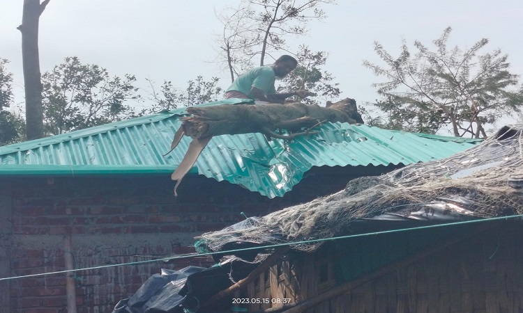 বঙ্গোপসাগরে সৃষ্ট অতিপ্রবল ঘূর্ণিঝড় মোখা সবচেয়ে বেশি আঘাত হেনেছে সাগরের বুকে ৮ বর্গকিলোমিটার আয়তনের প্রবালদ্বীপ সেন্ট মার্টিনে। প্রায় পুরো দ্বীপটিই একটি ধ্বংসস্তূপে পরিণত হয়েছে। এরমধ্যেই বাসিন্দারা নতুন করে ঘুরে দাঁড়াতে চেষ্টা করছেন। রোববার বেলা ২টা থেকে বিকেল সোয়া ৫টা পর্যন্ত ৩ ঘণ্টার তাণ্ডবে দ্বীপটির হাজারখানেক কাঁচা ও আধা পাকা ঘরবাড়ি ভেঙে যায়। ৪০০'র ওপর নারকেলগাছসহ অন্তত ৩ হাজার গাছগাছালির ক্ষতি হয়। ঝড়ে আহত হন অন্তত ১০ জন। ছবিটি সোমবার তোলা।