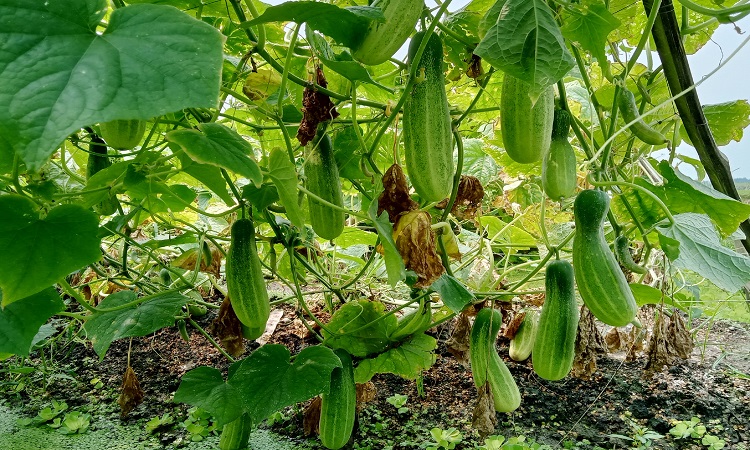 মাগুরার শালিখা উপজেলার ধাওয়াসীমা গ্রামে সমন্বিত কৃষি ইউনিটের আওতায় বিষমুক্ত সবজি চাষ চাষ করছেন কৃষকরা।