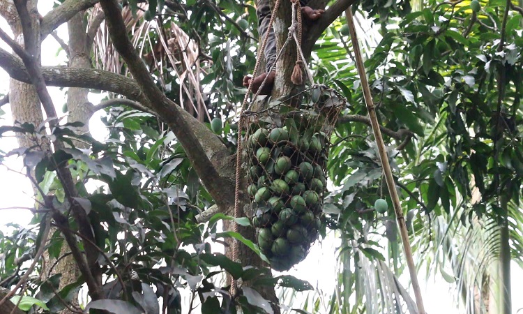 মেহেরপুর জেলায় শুরু হয়েছে হিমসাগর আম সংগ্রহ। দেশ ছাড়াও বিশ্বের বিভিন্ন দেশে খ্যাতি রয়েছে এই হিম সাগর আমের। এবছর জেলায় ৩৭ হাজার ৭৮৫ মেট্রিক টন আম উৎপাদনের আশা করছে কৃষি বিভাগ। যার বাজার মূল্য ১০৪ কোটি টাকার উপরে। এবার আমের বাম্পার ফলন হওয়ায় গেল কয়েক বছরের লোকসান পুষিয়ে লাভের আশা করছেন বাগান মালিক ও ব্যবসায়ীরা।