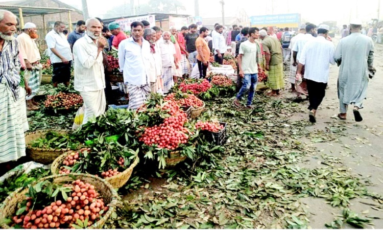 লিচুর রাজধানী হিসেবে পরিচিত পাবনার ঈশ্বরদী। উপজেলার বিভিন্ন বাজারে চোখজুড়ানো রসাল লিচু পুরোদমে আসতে শুরু করেছে। গাছ থেকে লিচু ভাঙা, বাছাই, মোড়কজাতসহ নানা কাজে ব্যস্ত লিচুচাষি ও ব্যবসায়ীরা। চলতি মৌসুমে লিচুর ফলন কিছুটা কম হলেও ভালো দাম পাওয়ায় খুশি তারা।  কৃষি বিভাগের তথ্যমতে, আগামী দুই সপ্তাহ ঈশ্বরদীর লিচু মিলবে। ফলন কম হলেও চলতি মৌসুমে এখানে ৫০০ থেকে ৫৫০ কোটি টাকার লিচু বিক্রি হবে বলে আশা করছেন ব্যবসায়ীরা।