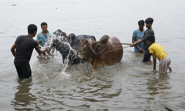 বুড়িগঙ্গা নদীতে গরু গোসল করাতে ব্যস্ত ব্যবসায়ীরা