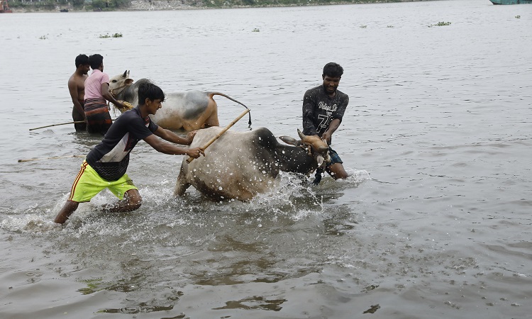 বুড়িগঙ্গা নদীতে গরু গোসল করাতে ব্যস্ত ব্যবসায়ীরা