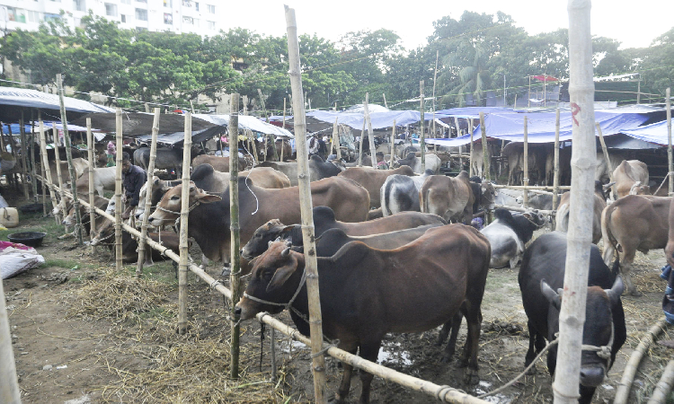 পশুর হাটে বিক্রি শুরু