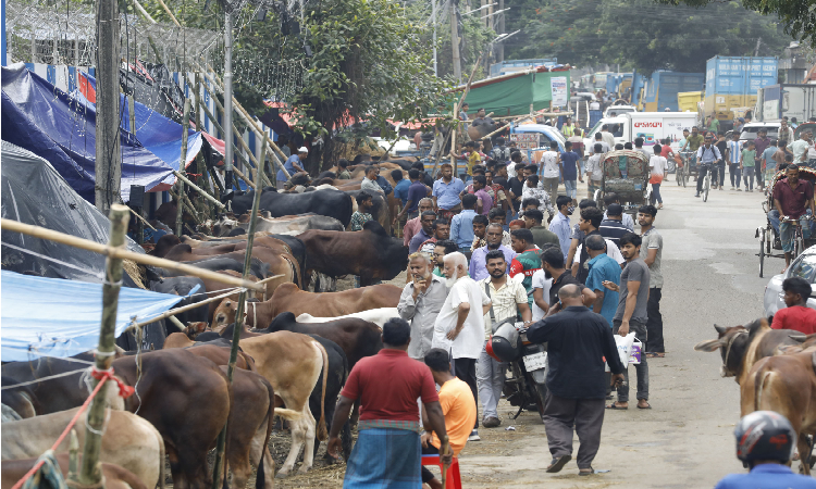 রাজধানীর কমলাপুরে জমে উঠেছে কোরবানির পশুর হাট