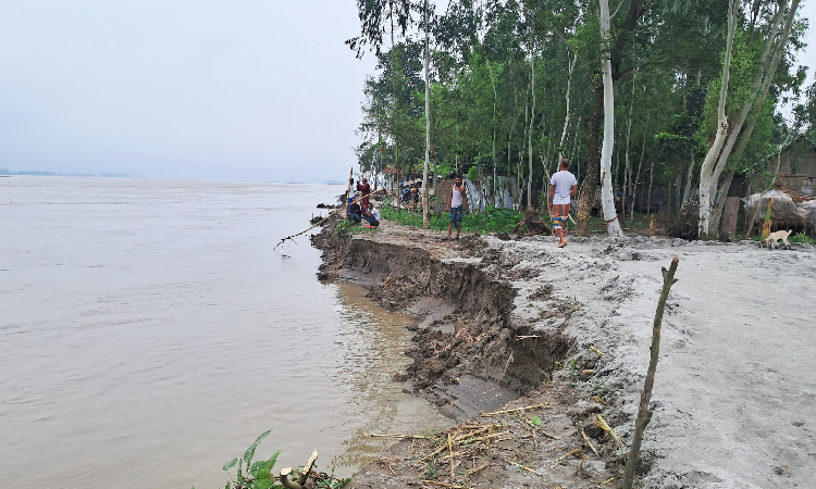 কুড়িগ্রামে দু সপ্তাহ ধরে তিস্তা নদীর ভাঙ্গনে অর্ধশতাধিক ঘরবাড়ি, গাছপালা, আবাদি জমি, স্কুল সহ নদী গর্ভে বিলীন