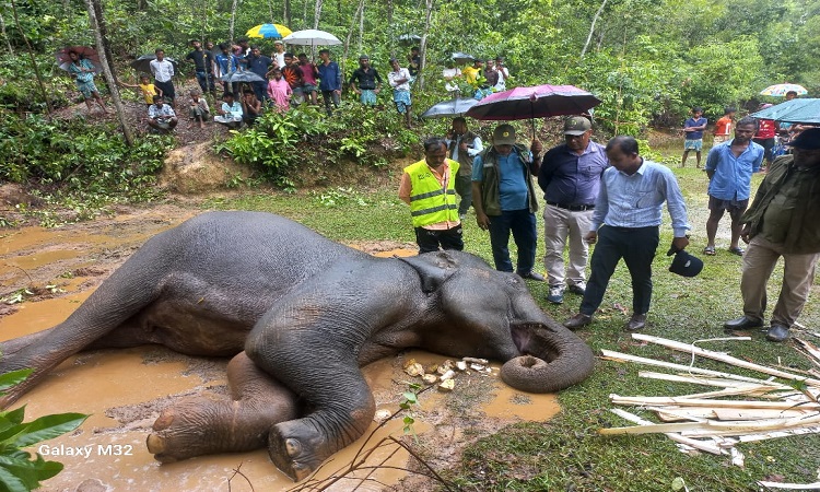 কক্সবাজার দক্ষিণ বনবিভাগের রামু রাজারকুল রেঞ্জের দারিয়ারদীঘি এলাকায় লোকালয়ে এসে অসুস্থ একটি হাতির মৃত্যু হয়েছে। বৃহস্পতিবার দুপুরে বনে হাতিটি পড়ে থাকার খবরে ঘটনাস্থলে গিয়ে চিকিৎসা প্রদান করা শুরু করলেও বিকালে মারা যায় এই হাতি। হাতির বয়স অনুমানিক ৭০ বছর এবং বার্ধক্যজনিত কারণে হাতিটির মৃত্যু হয়েছে বলে ধারণা করছে ভেটেরিনারি চিকিৎসকরা।