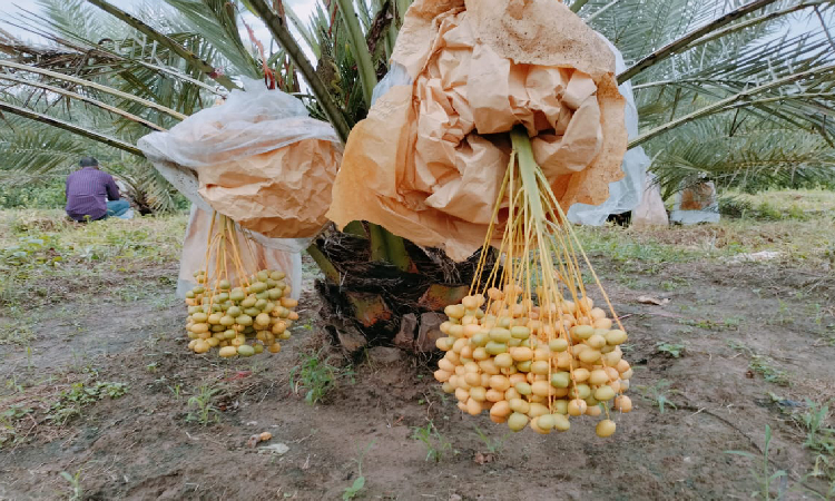 খাগড়াছড়ির মাটিরাঙ্গা সদর থেকে প্রায় তিন কিলোমিটার আঁকাবাঁকা মেঠোপথ বেয়ে রসুলপুর নামক এলাকায় গভীর অরণ্য ভেদ করে বিশালাকার কয়েক খণ্ড জমিতে গাছে গাছে বিদেশি খেজুর ঝুলে আছে।