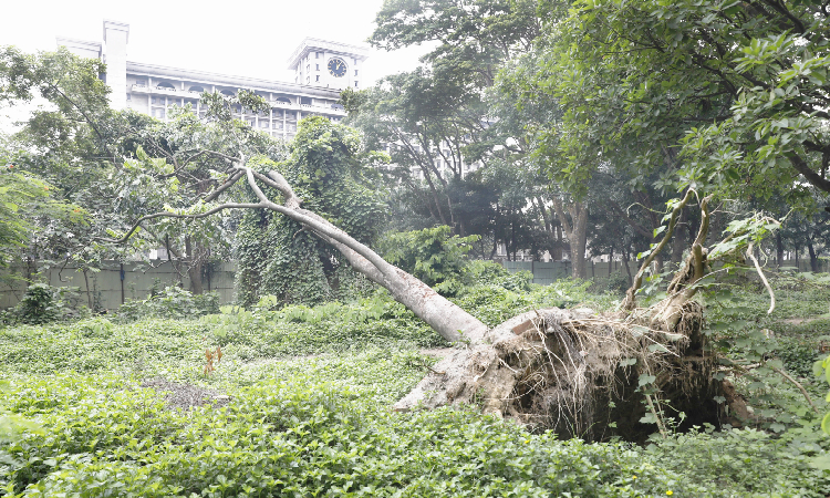 রাজধানীর ওসমানী উদ্যান রক্ষণাবেক্ষণের অভাবে সৌন্দর্য হারাচ্ছে। নষ্ট হচ্ছে পরিবেশ। সাধারণ মানুষের জন্য বন্ধ। প্রায় ৬ বছর বন্ধ পার্কটি।