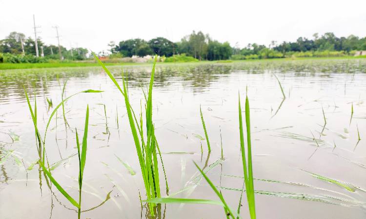 ময়মনসিংহের ঈশ্বরগঞ্জে ভারী বর্ষণে জলাবদ্ধতা দেখা গিয়েছে। এতে দুর্ভোগের মধ্যে পড়েছে উপজেলার বাসিন্দরা। অতিবৃষ্টিতে ভেসে গেছে মাছের খামার ও ফসলি ক্ষেত।